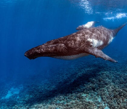 humpback whale with calf underwater in French Polynesia