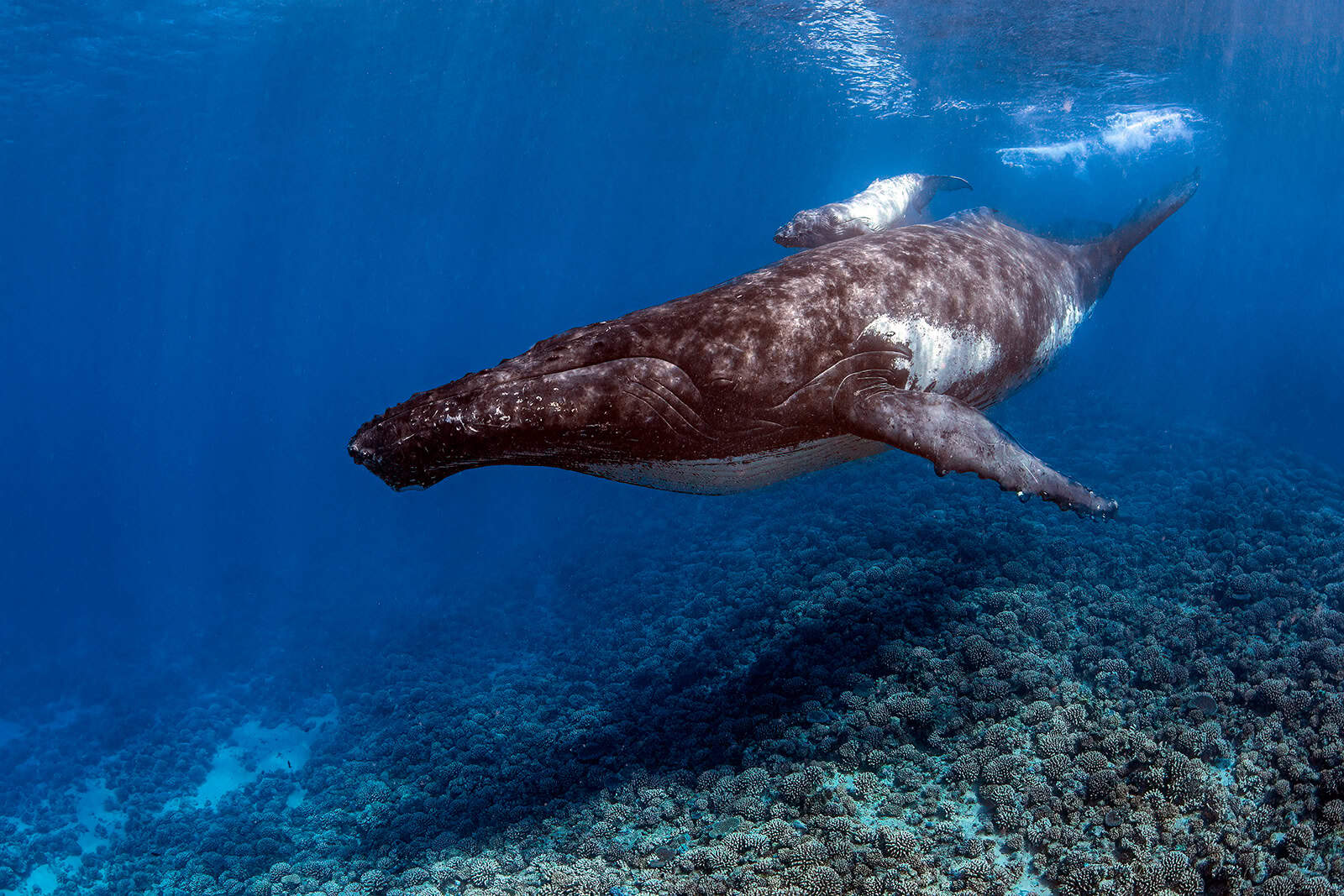 The Coral Triangle Paradox: Astonishing Footage from our recent Bali to  Komodo Expedition - Oceanic Society