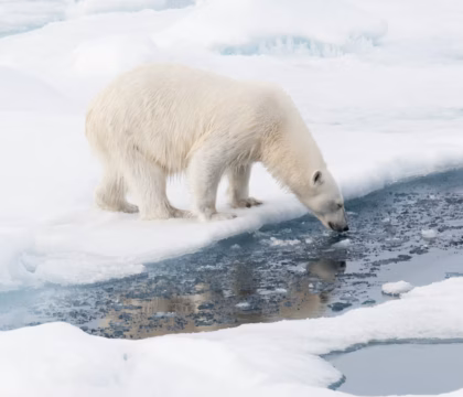 Polar bear on pack ice in Svalbard Norway