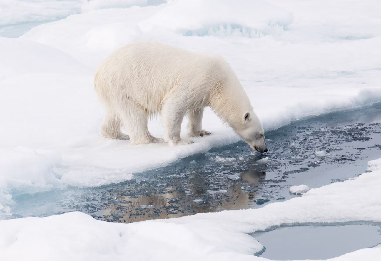Polar bear on pack ice in Svalbard Norway
