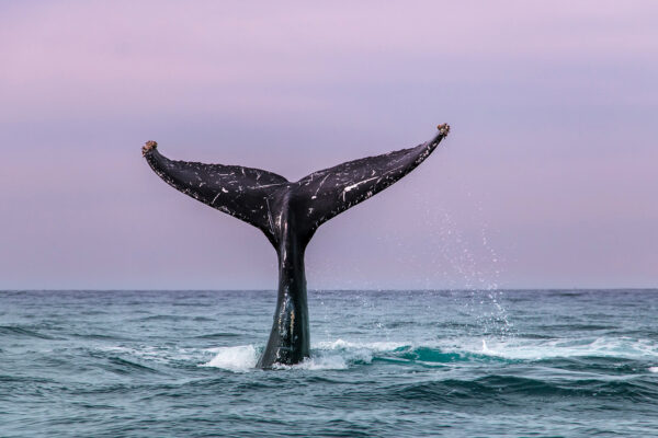 a humpback whale tail at sunset in Baja California Mexico