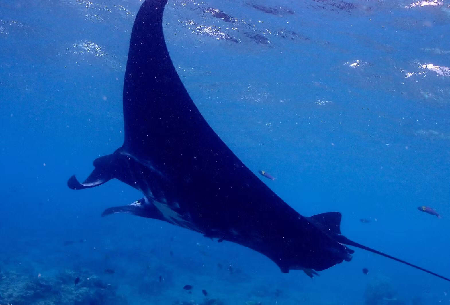 Manta Ray swims through Fiji's Rabi Passage