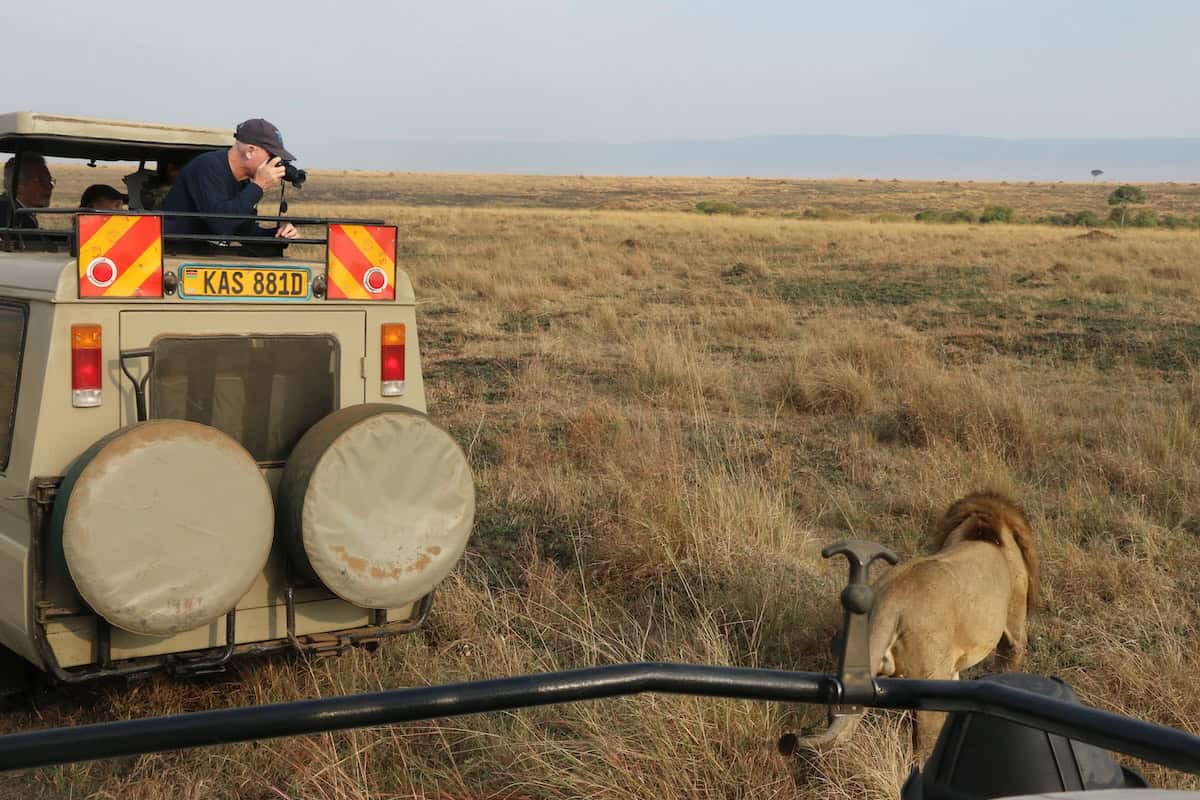 A man in a dark cap and navy shirt stands in the open rear of a beige safari vehicle, photographing a male lion with a mane walking closely beside the vehicle in expansive dry grassland savanna; the vehicle has spare tires on the back and red-yellow markers, with distant hills under a hazy sky.