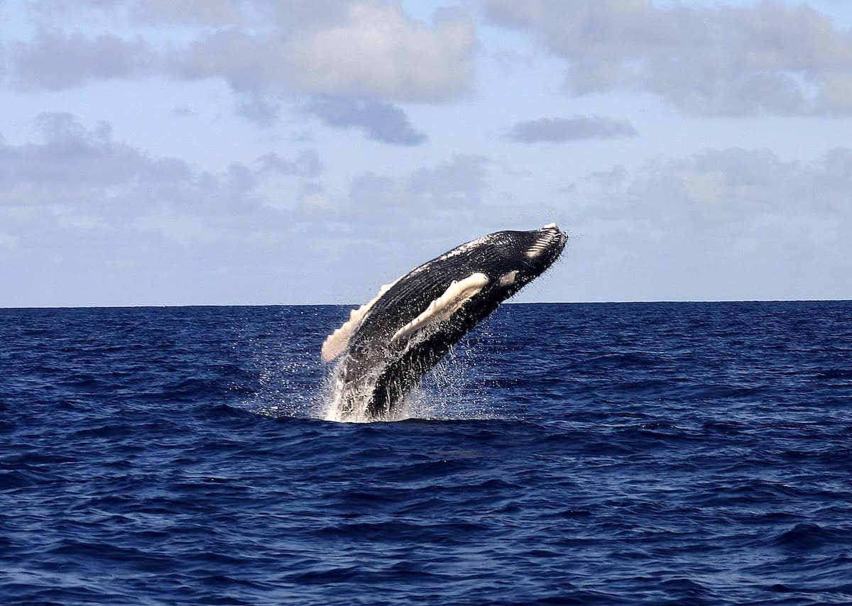 A humpback whale breaches forcefully out of the deep blue ocean, its dark body arched upward with white pectoral fins and underside visible, water splashing around it against a calm sea and cloudy sky horizon.