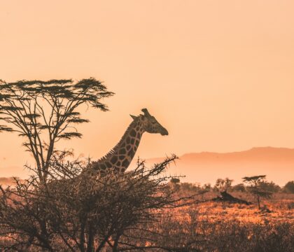 A tall giraffe silhouetted in profile atop a thorny bush, its neck extended upward, set against a vibrant orange sunset sky with scattered acacia trees, distant misty mountains, and golden savanna grassland in the foreground.
