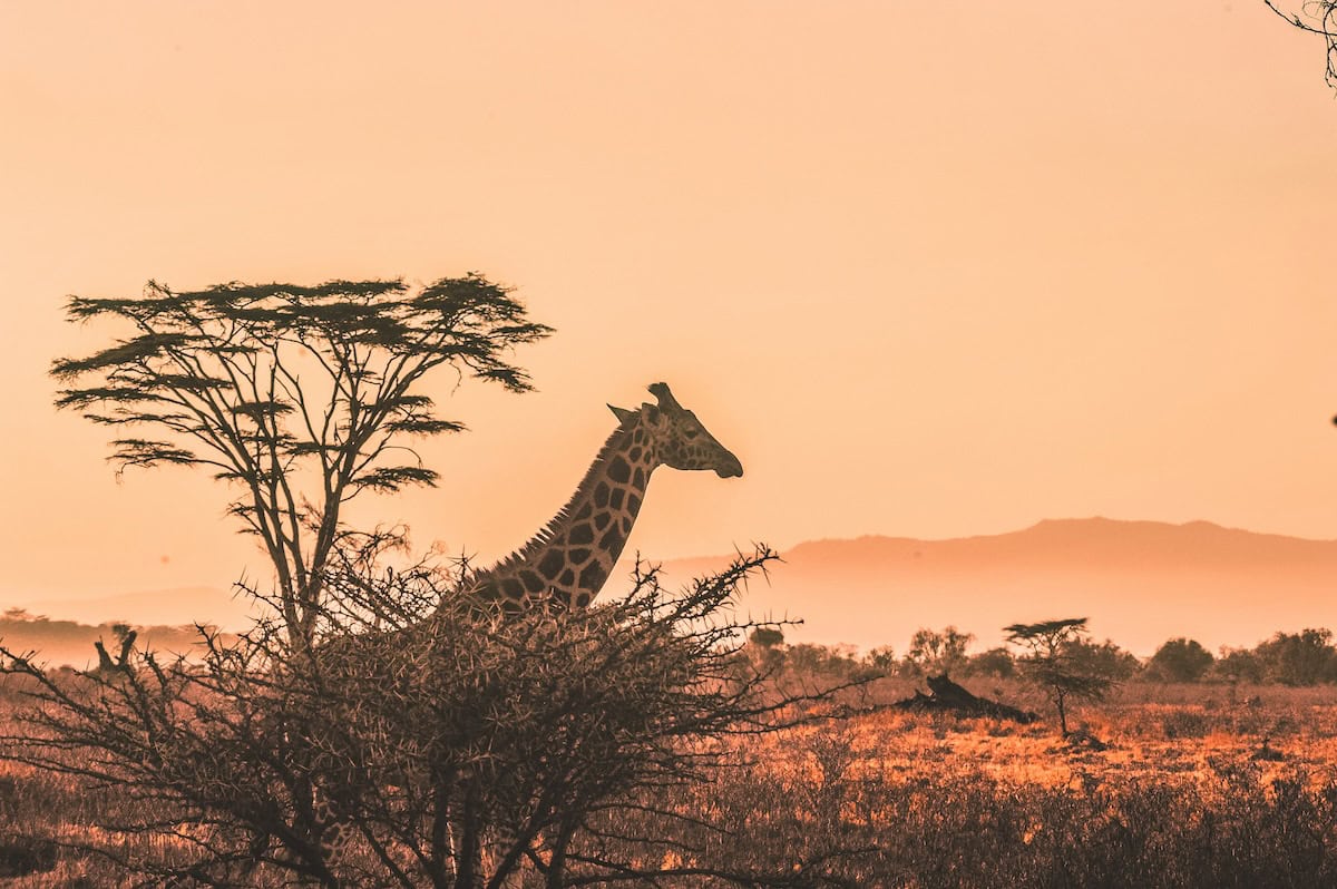 A tall giraffe silhouetted in profile atop a thorny bush, its neck extended upward, set against a vibrant orange sunset sky with scattered acacia trees, distant misty mountains, and golden savanna grassland in the foreground.
