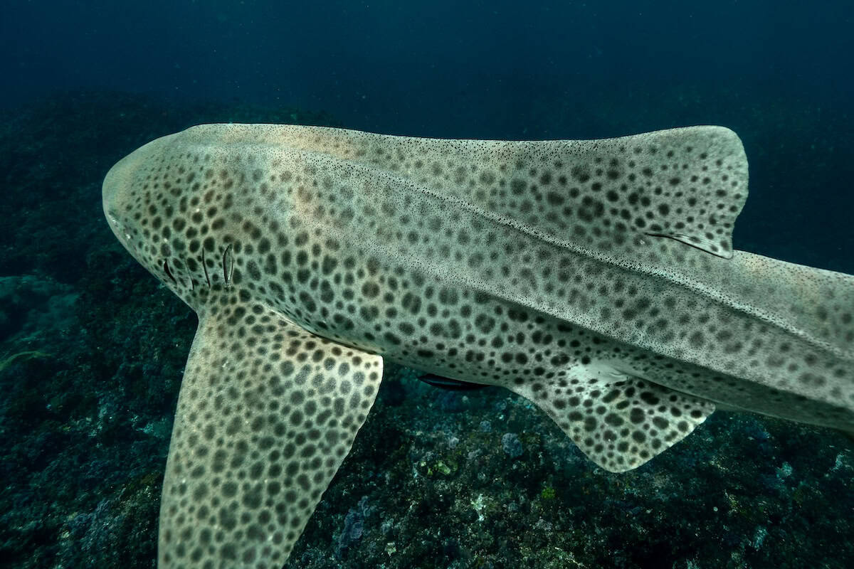 Zebra Shark Swimming Underwater