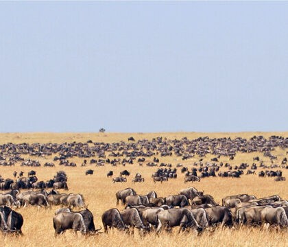 A wide panoramic landscape of the African savanna showing a massive herd of thousands of wildebeest spread across dry golden grasslands under a clear blue sky, with a single prominent acacia tree standing alone amid the animals extending to the distant horizon.