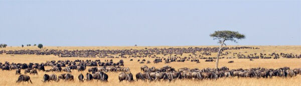 A wide panoramic landscape of the African savanna showing a massive herd of thousands of wildebeest spread across dry golden grasslands under a clear blue sky, with a single prominent acacia tree standing alone amid the animals extending to the distant horizon.
