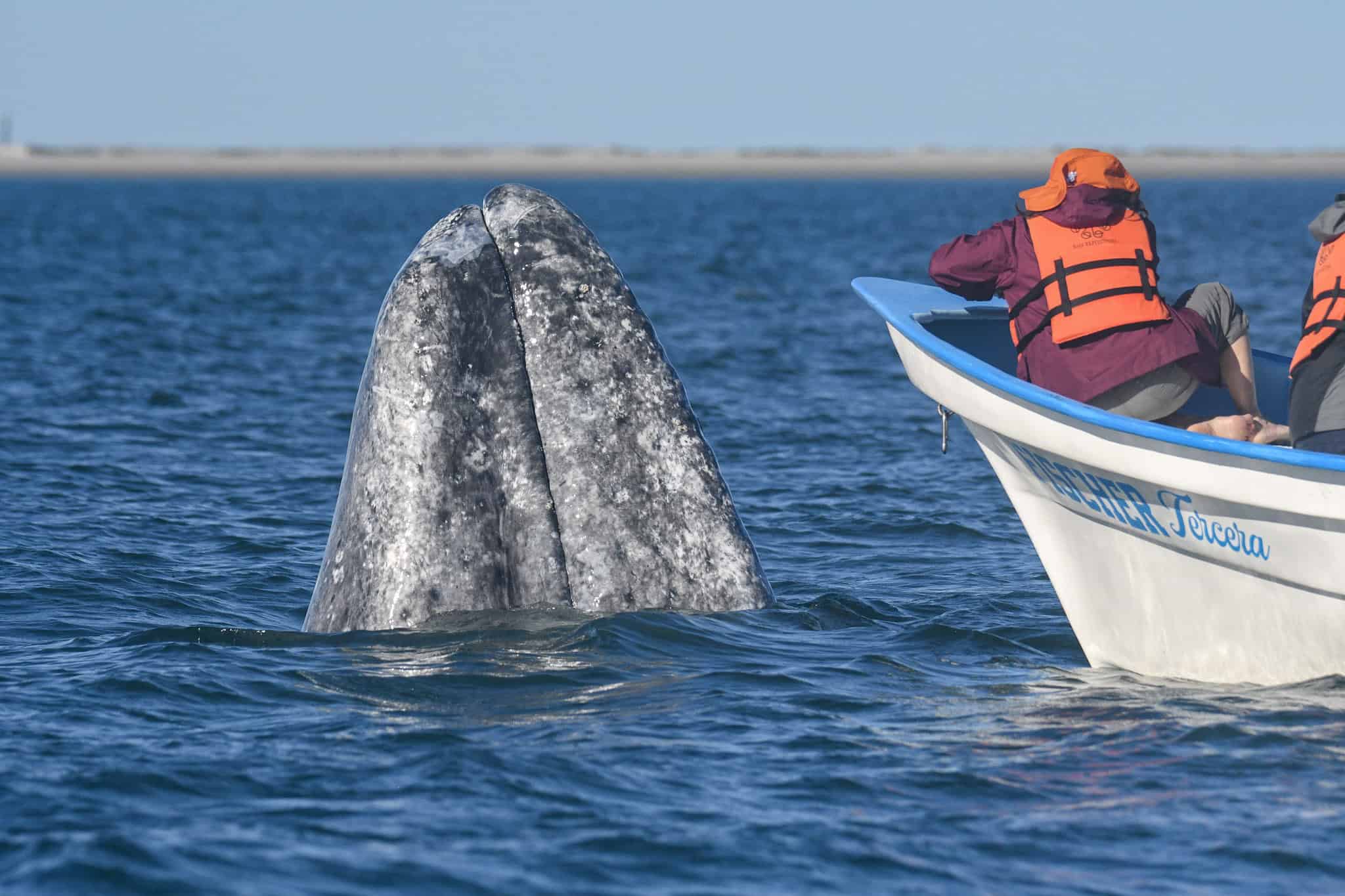Baja_Grey_Whales_MP_2026_3127 (1)