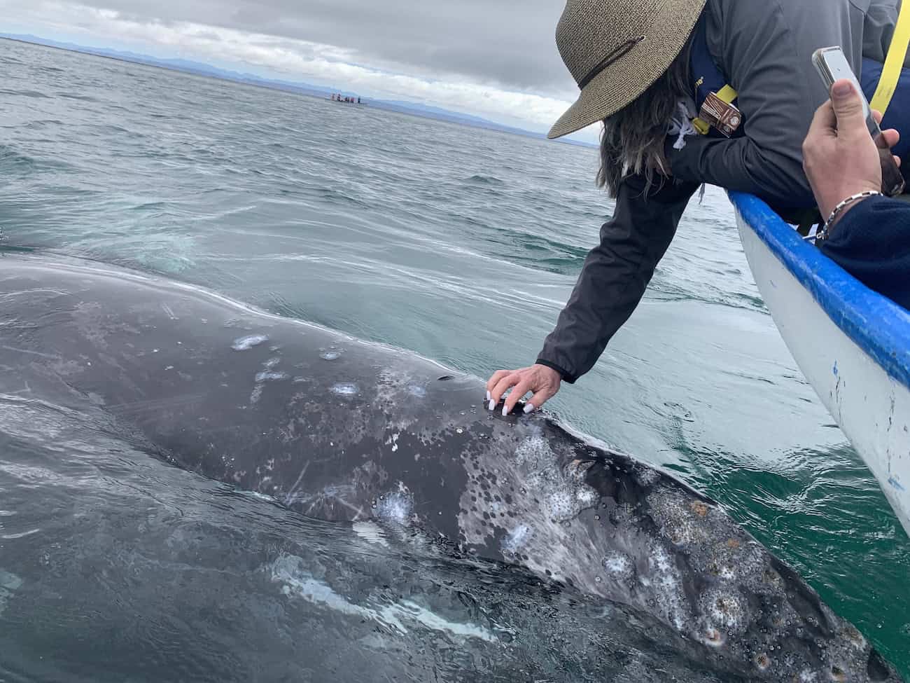 traveler with gray whale calf in Baja California