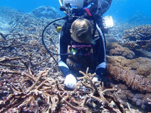 A trained diver conducts an assessment of coral growth progress on an established Reef Star structure during routine monitoring in coral reef restoration projects. ©Coral Triangle Center