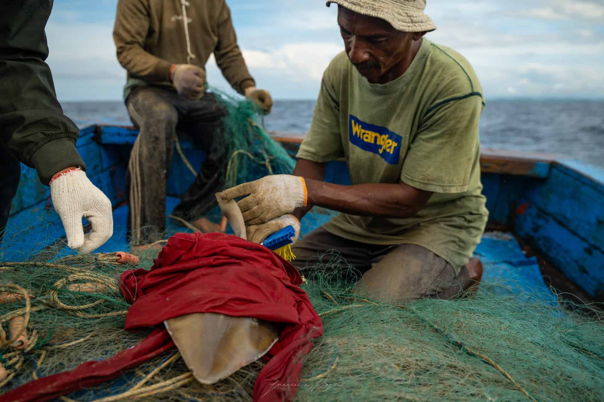 Close-up of a shark being handled by fishers, illustrating the impact of fishing pressure on vulnerable species.