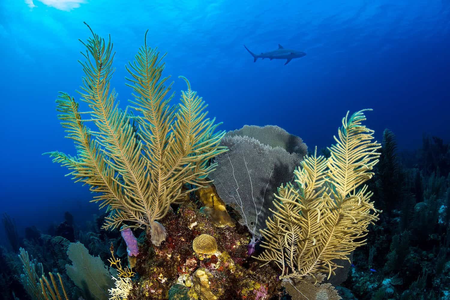 Credit: Fabrice Dudenhofer / Ocean Image Bank