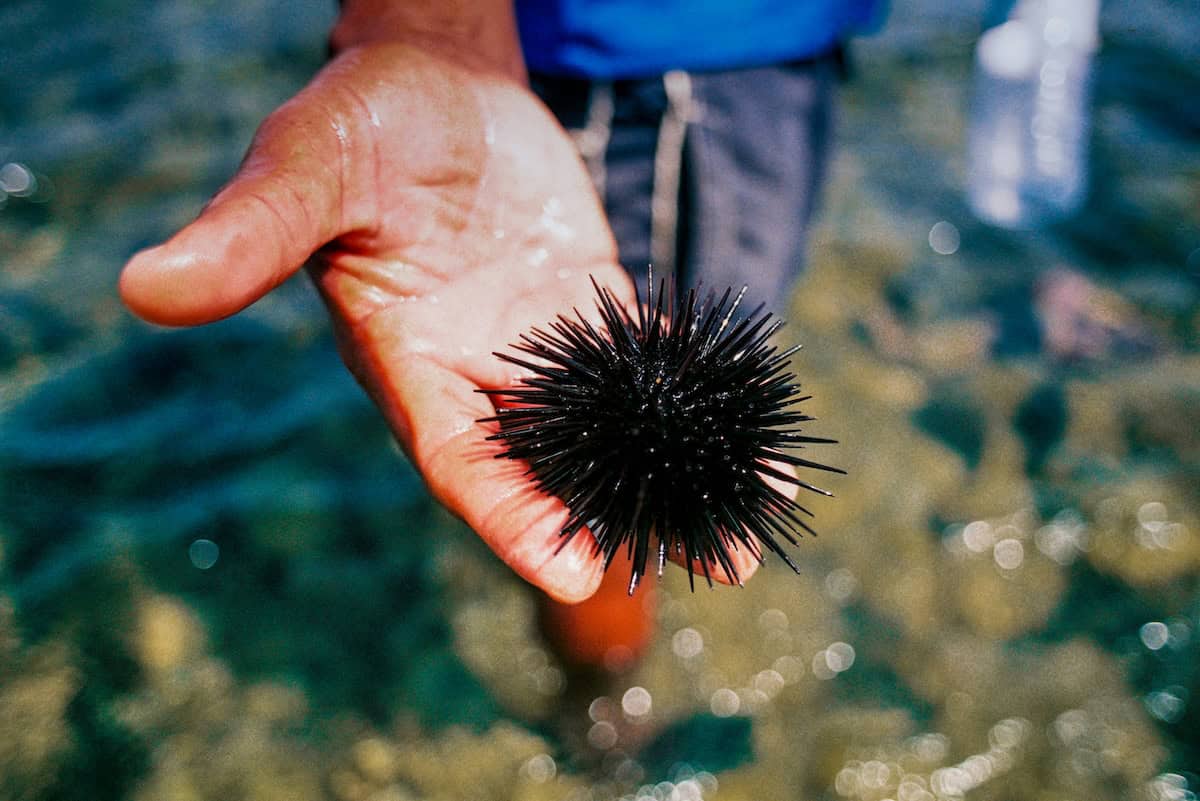 black sea urchin