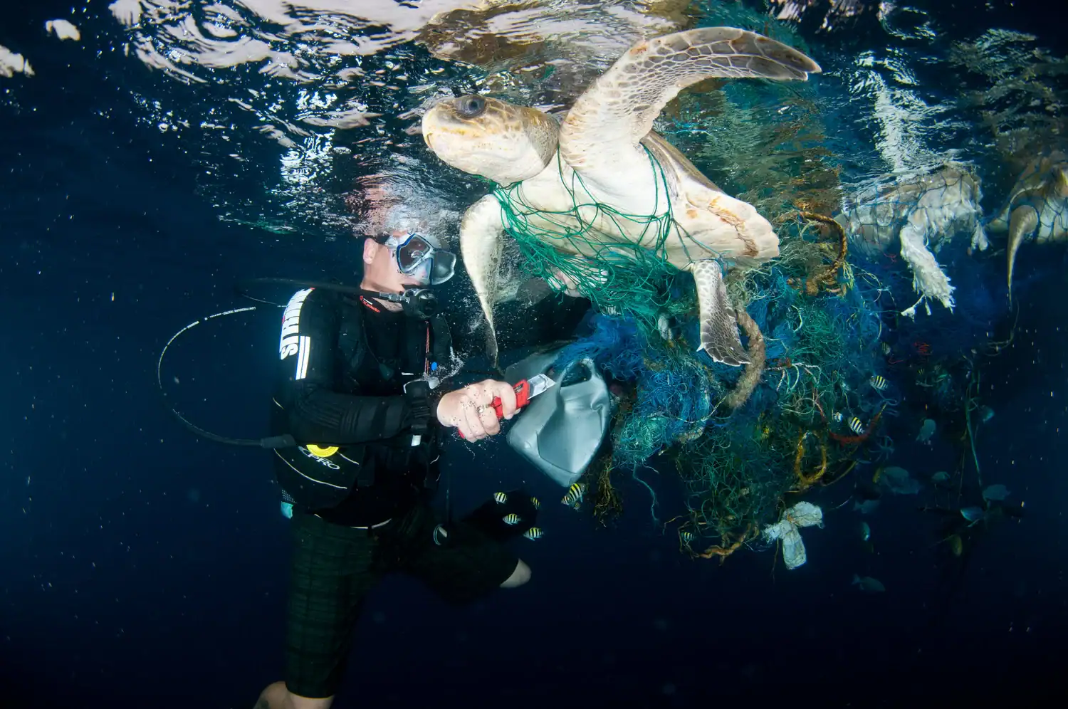 a diver cuts a sea turtle free from a ghost net
