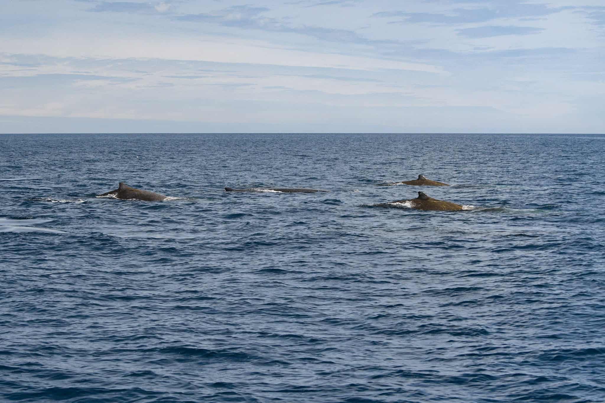 Four Baird's beaked whales surface simultaneously in open waters surrounding the Farallon Islands