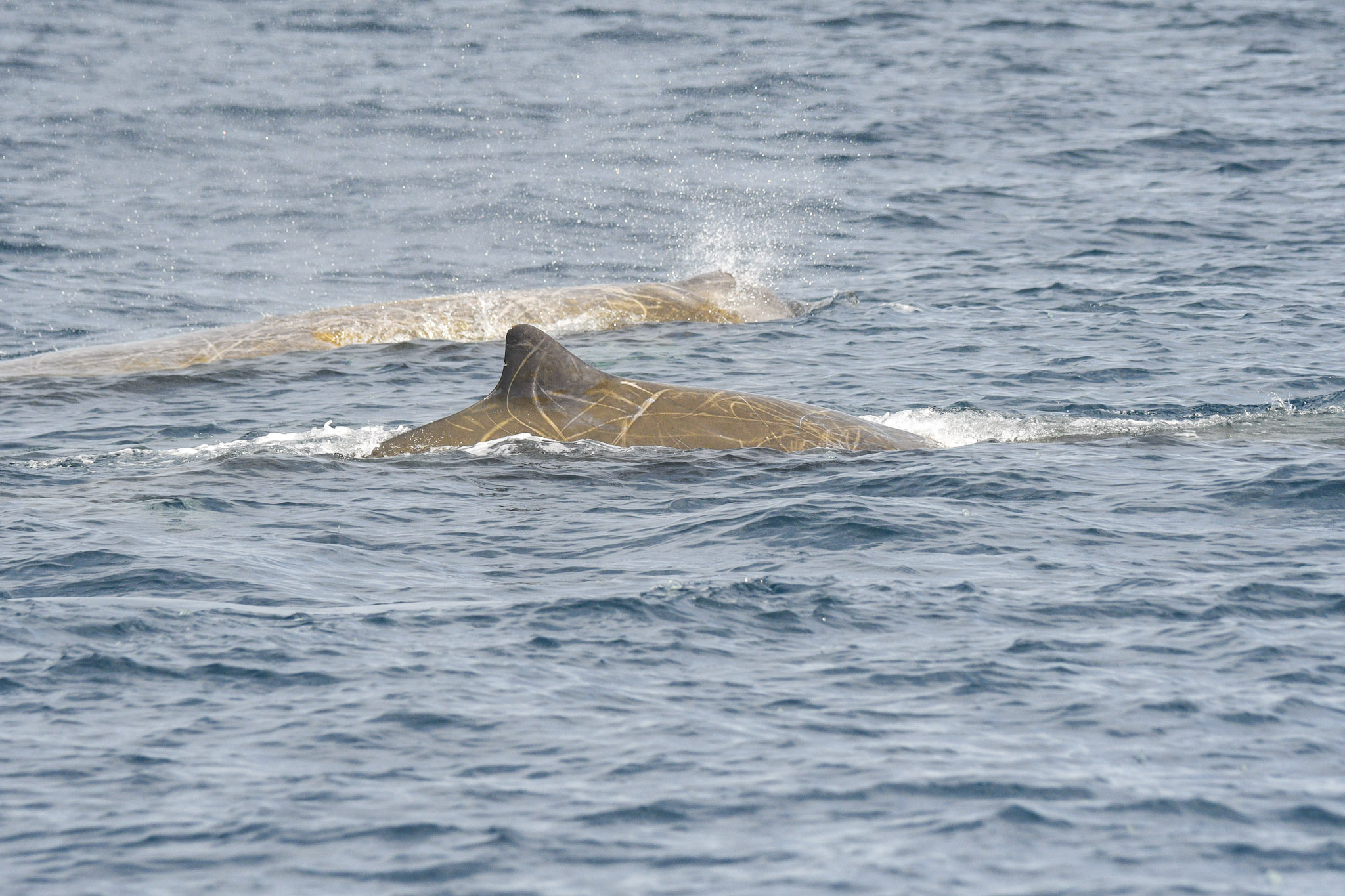 A close-up of a Baird's beaked whale surfacing, showing its small curved dorsal fin and heavily scarred dark brown back with pale linear markings, water splashing around it.