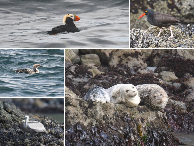 wildlife collage from the Farallon Islands featuring, clockwise from top left: a tufted puffin swimming on the ocean surface, a black oystercatcher standing on barnacle-covered rocks, three harbor seals resting on a rocky shoreline, a California brown pelican perched on rocks, and a Pacific loon floating on choppy water.