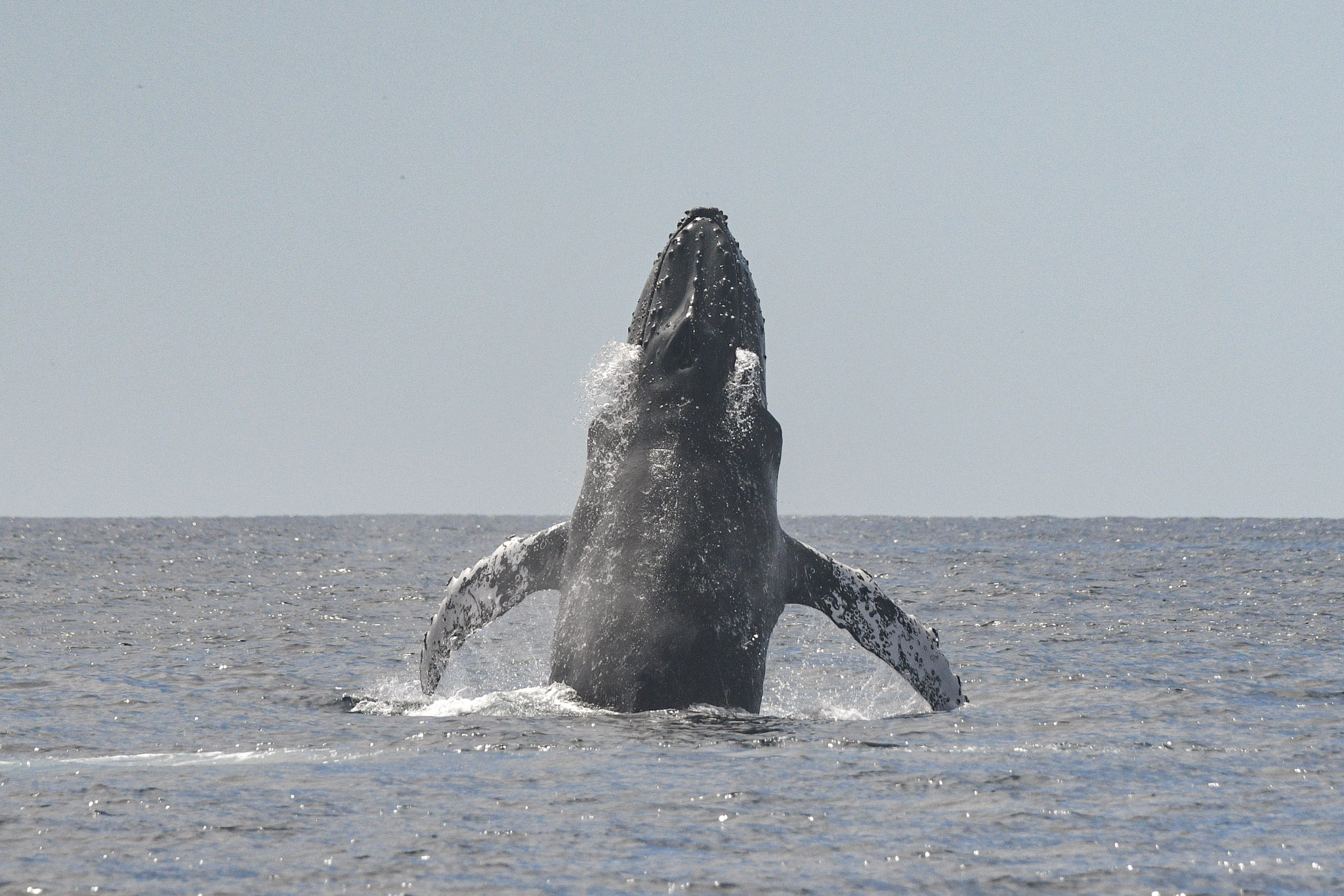 A humpback whale breaches nearly vertically out of the ocean at the Farallon Islands