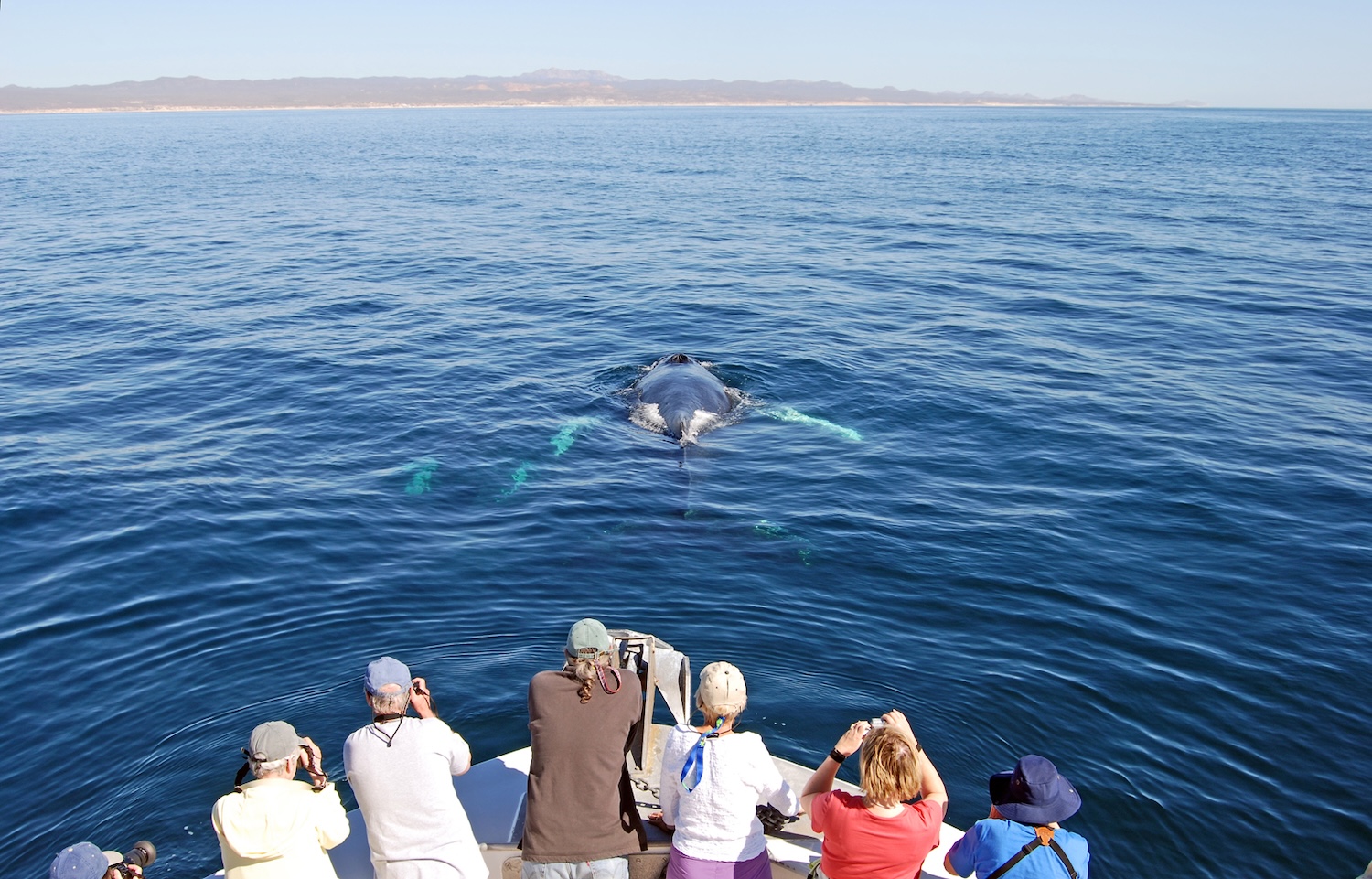 whale watchers lean over the bow of a boat as a humpback whale surfaces directly in front of them