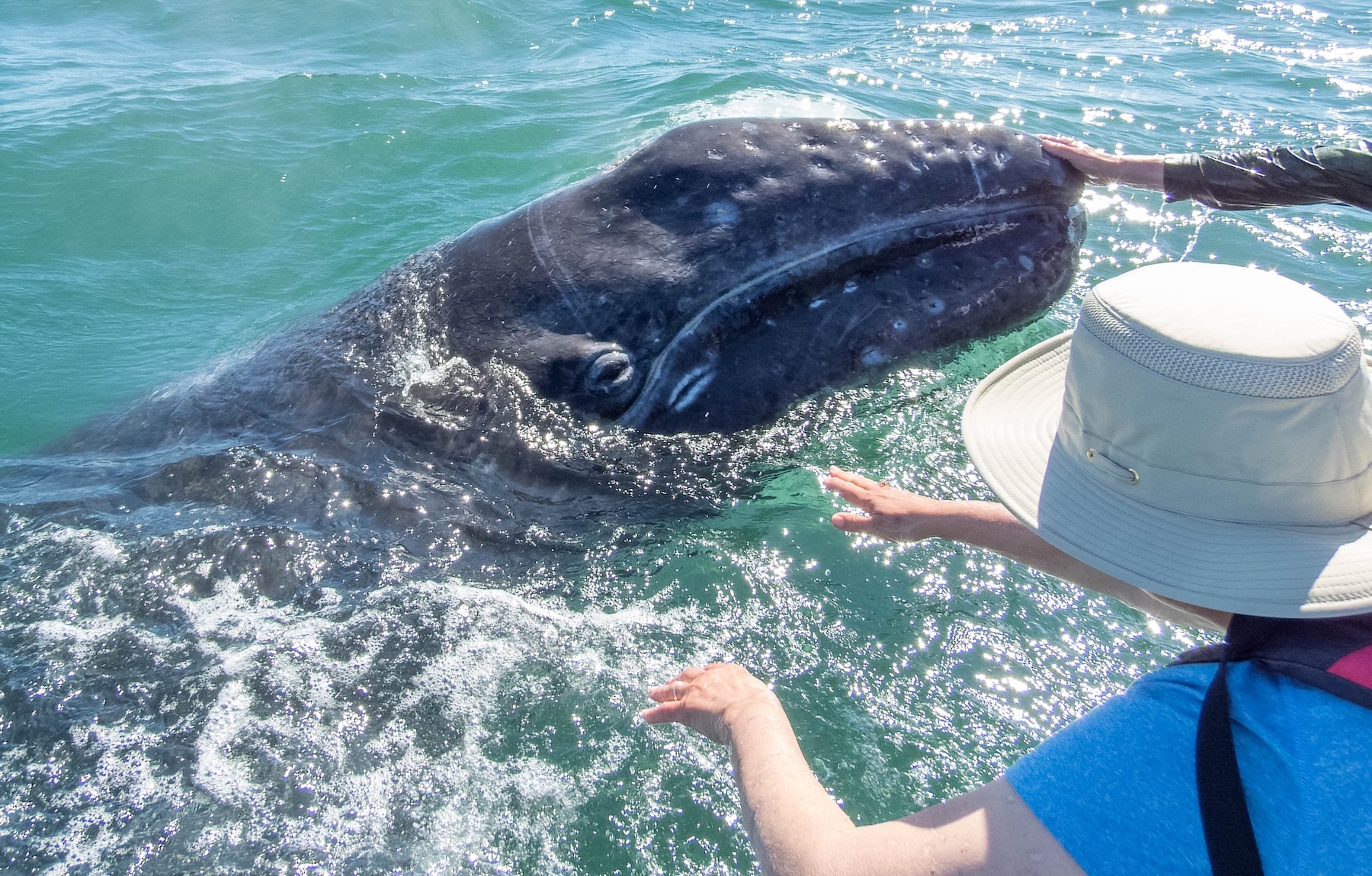 A gray whale lifts its head out of the water for a closer look at guests aboard a panga in San Ignacio Lagoon.