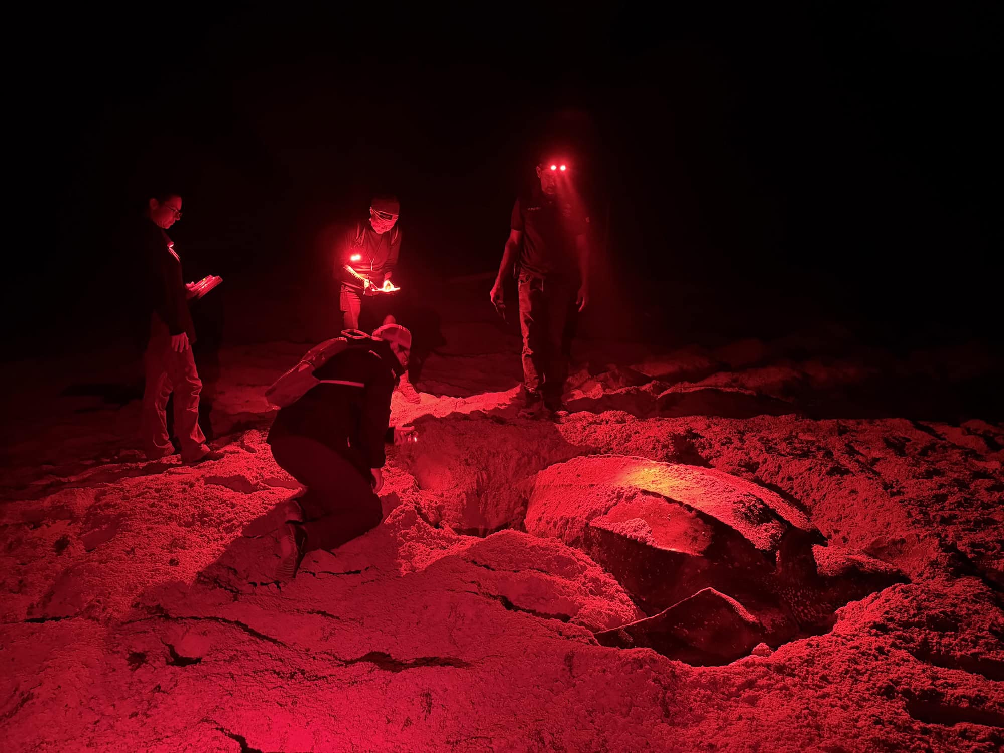 Researchers and volunteers measure and tag a nesting leatherback sea turtle at night on Matura Beach, Trinidad.