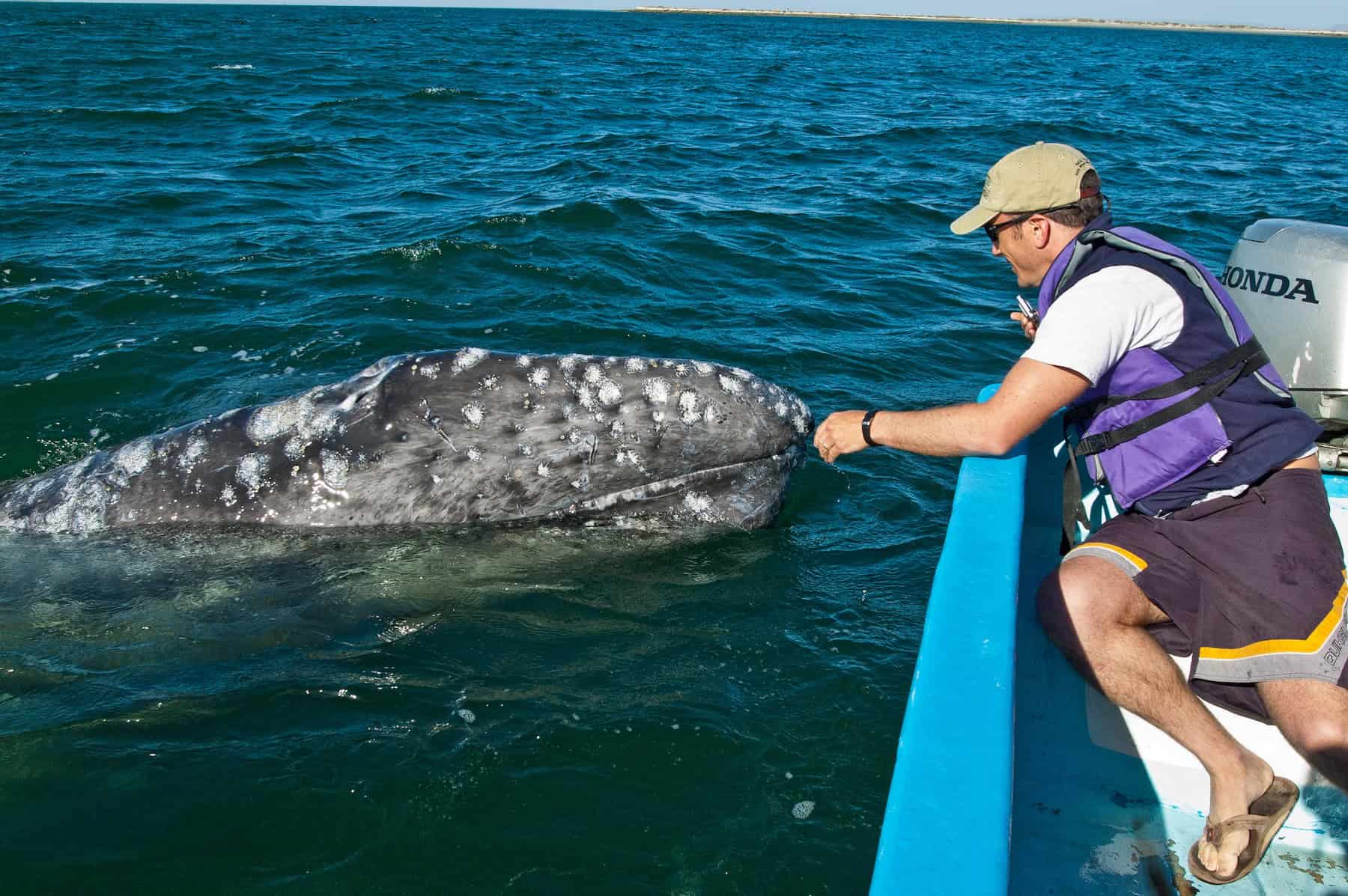Our 2025-2026 Expeditions Catalog is Here - Oceanic Society