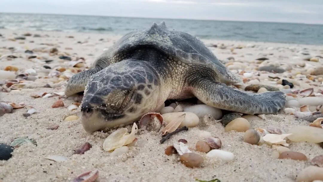 Close-up of a cold-stunned Kemp's ridley sea turtle resting on wet sand.