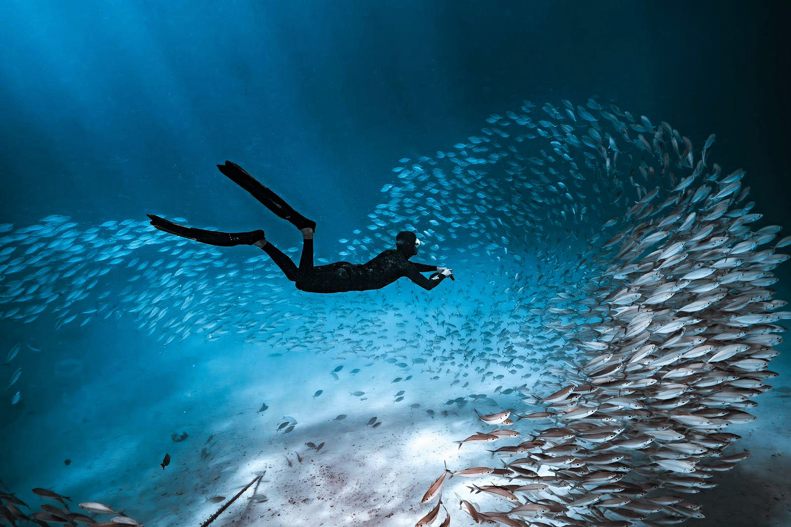 What to Expect at the Great Blue Hole - Oceanic Society