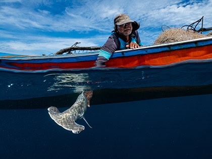 fisher releases a shark in Indonesia