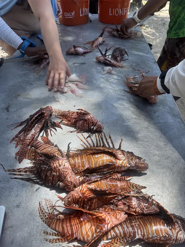 Freshly caught lionfish being filleted on a processing table, with buckets labeled "lionfish only" in the background
