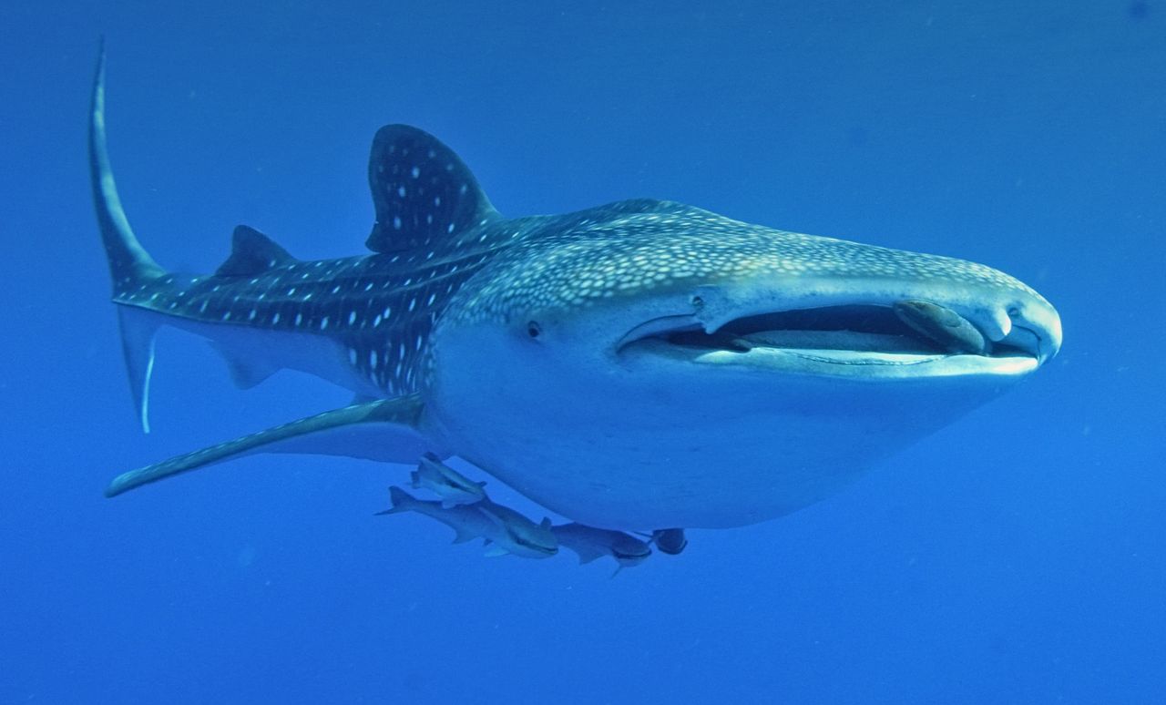 Close-up image of a whale shark swimming gracefully underwater