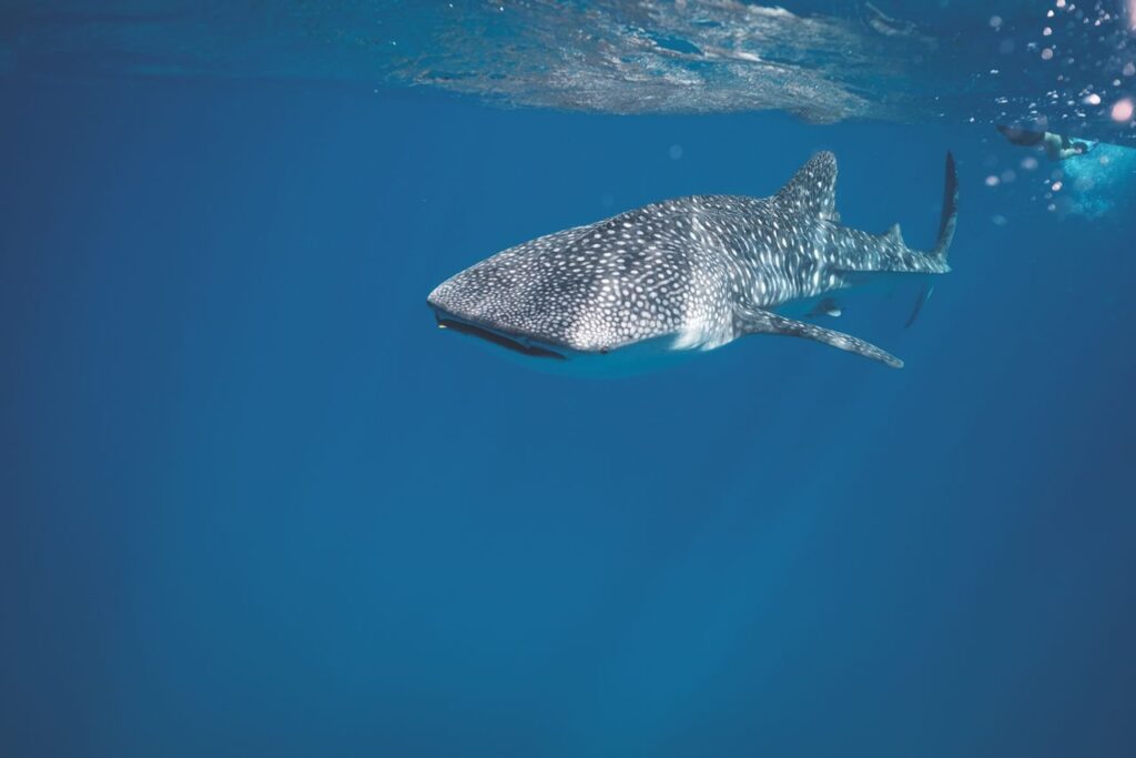 whale shark gliding through clear blue ocean waters