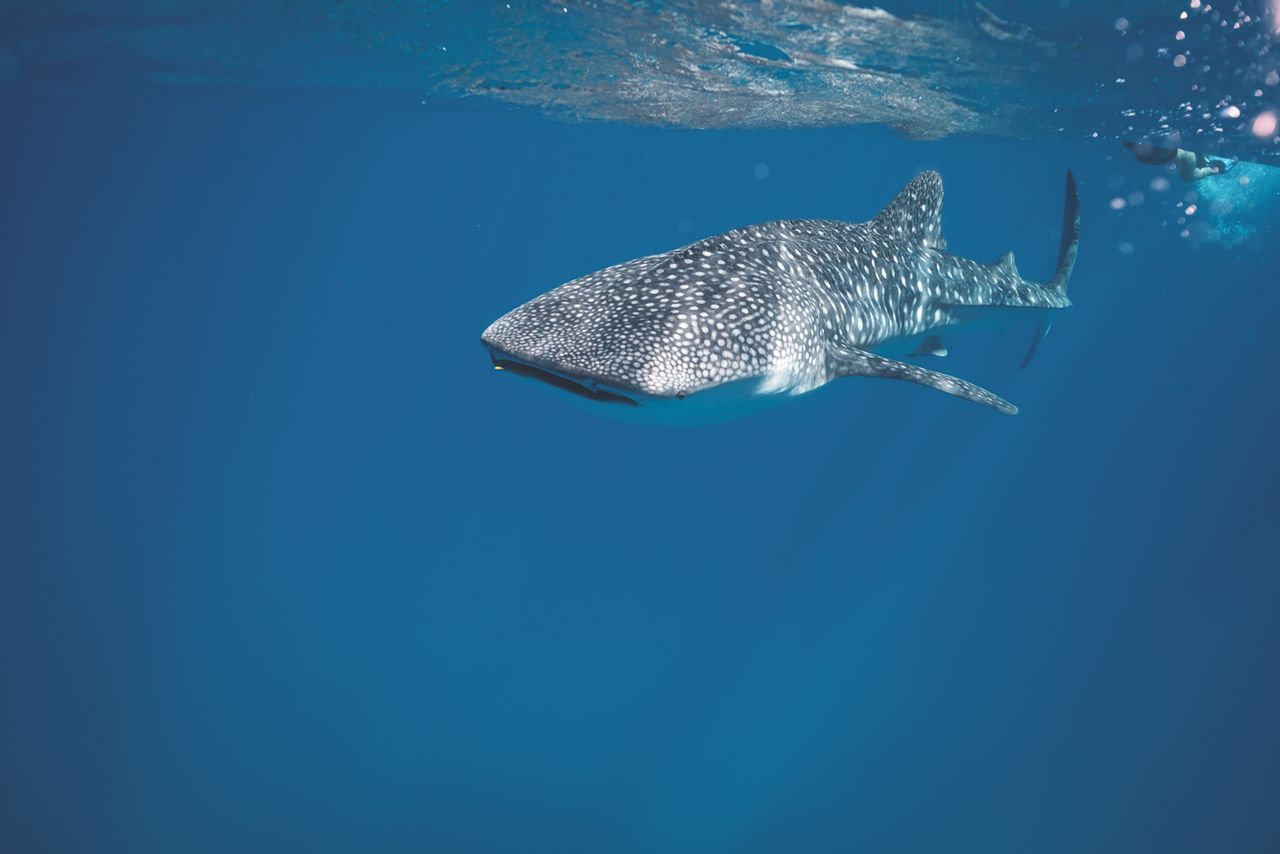 whale shark gliding through clear blue ocean waters