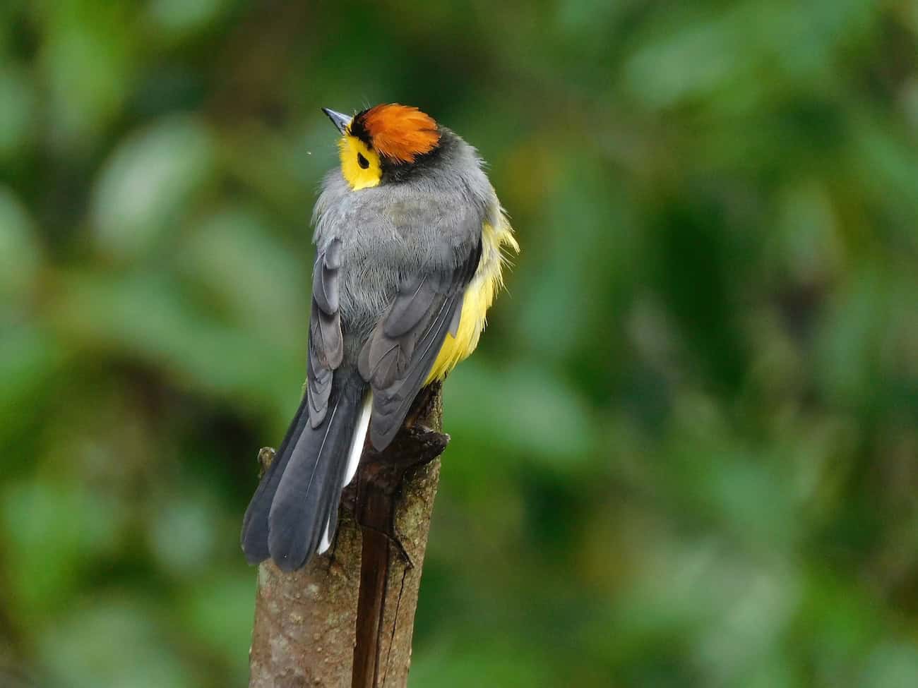 Collared Whitestart 