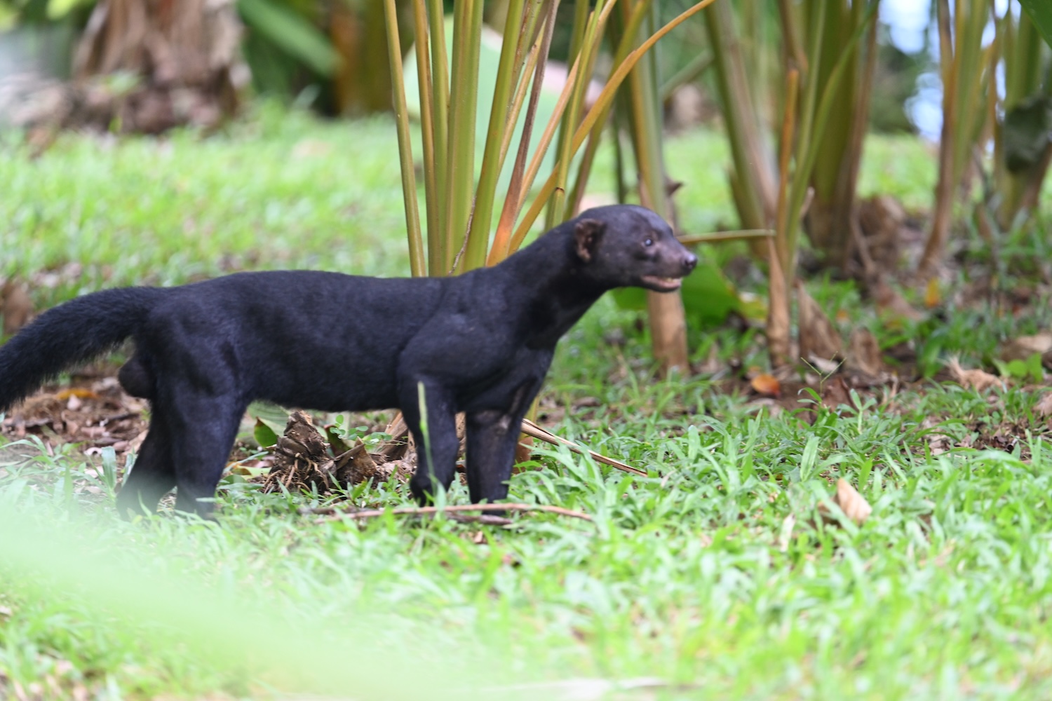a tayra in costa rica
