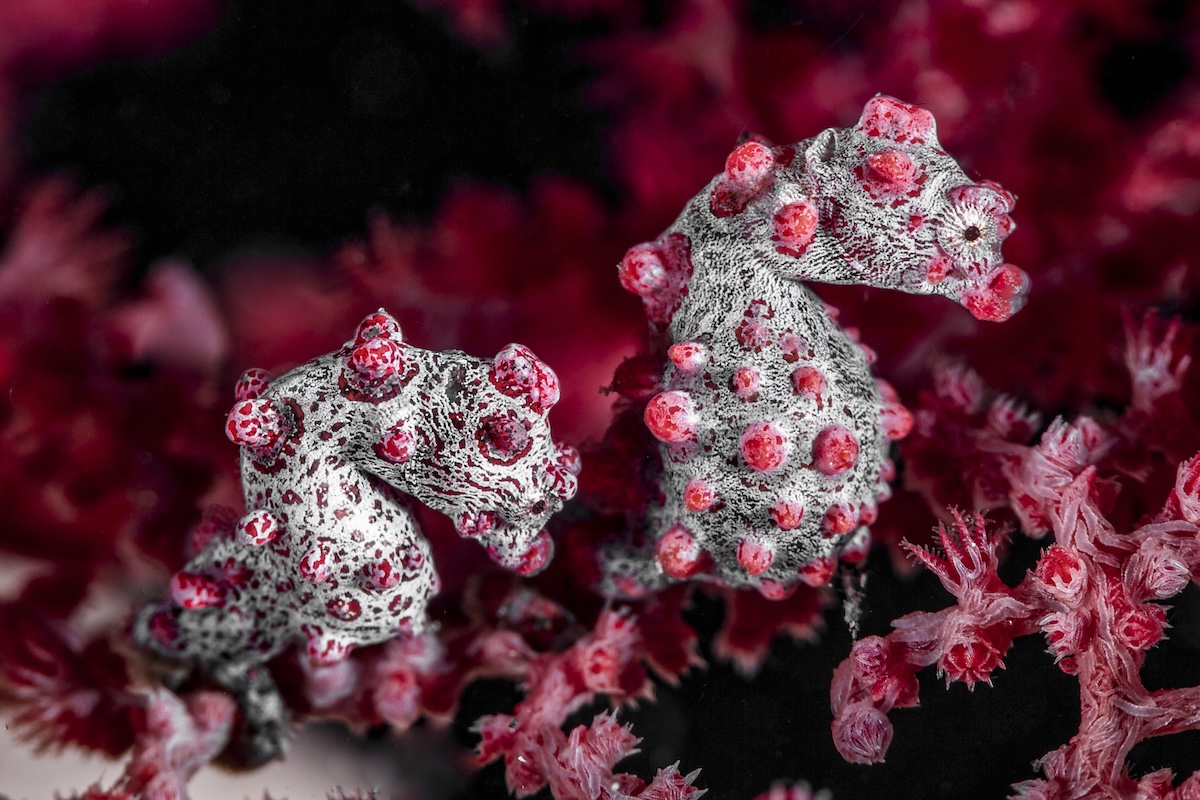 pink pygmy sea horse