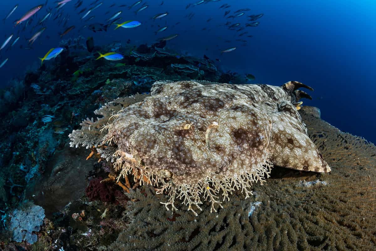 wobbegong walking shark indonesia