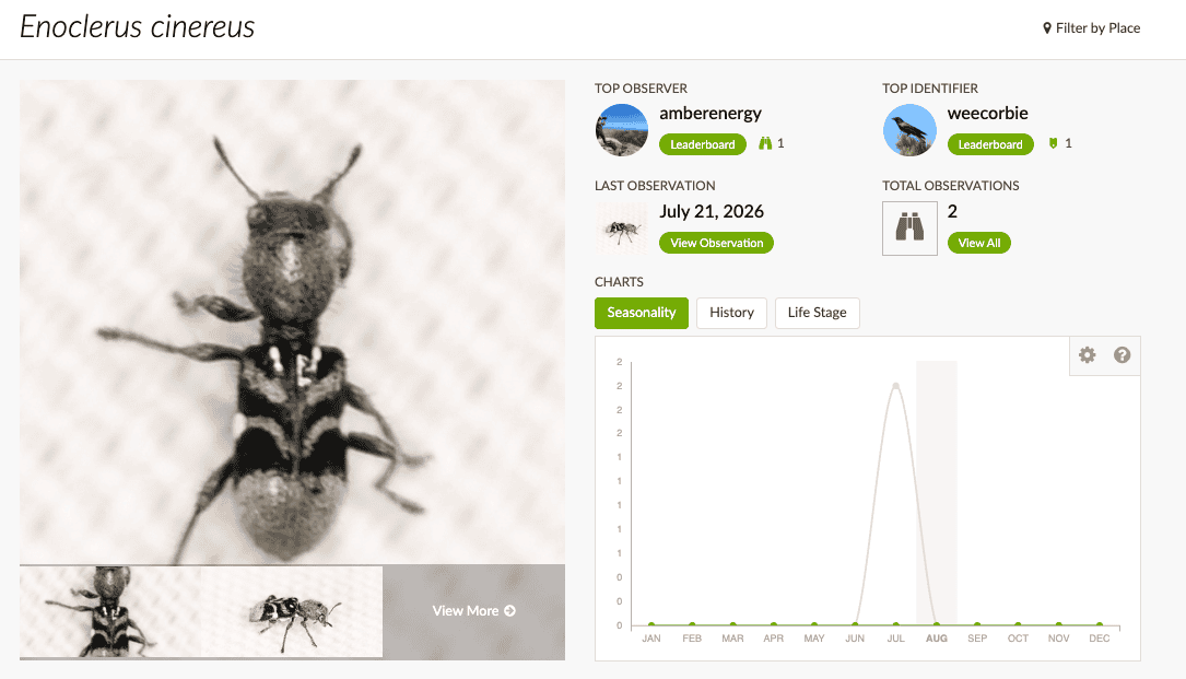 Enoclerus cinereus iNaturalist taxon page