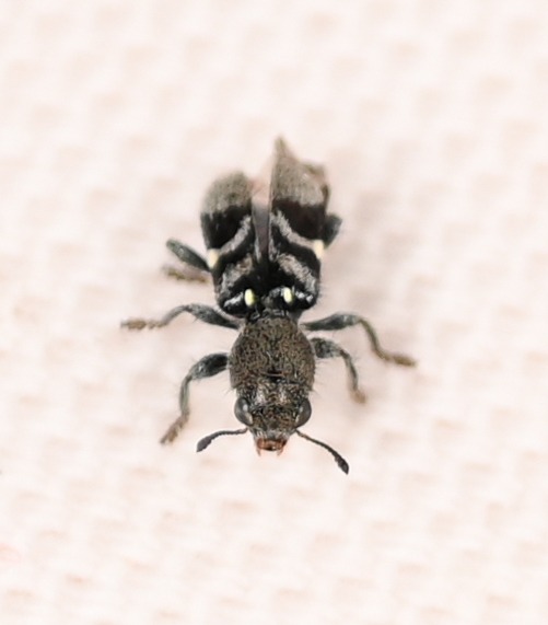 <i>Enoclerus cinereus</i> beetle showing checkered pattern and antennae, Costa Rica