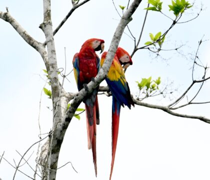 Two scarlet macaws share a branch, red, blue, and gold against the green.