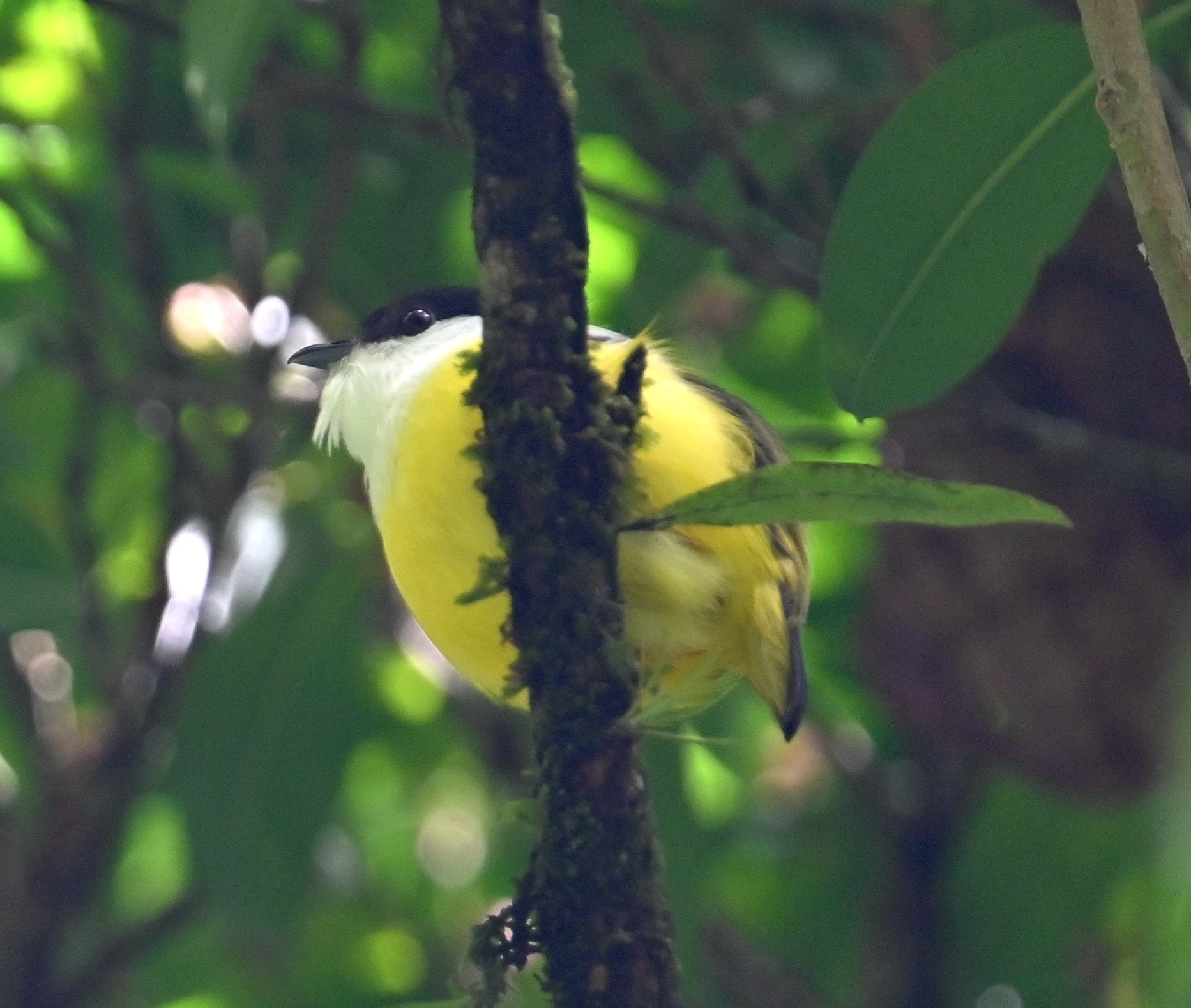 White-collared Manakin