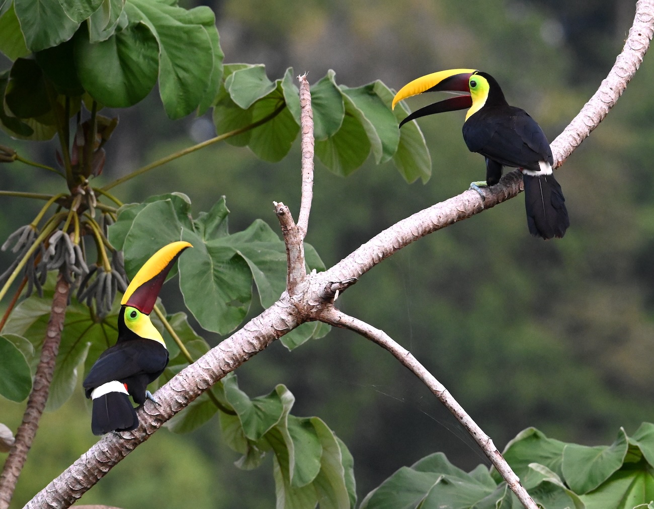 A pair of Yellow-throated Toucans
