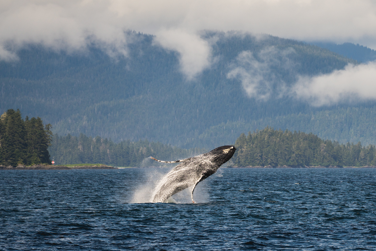 Humpback whale breach Humpback whale breach