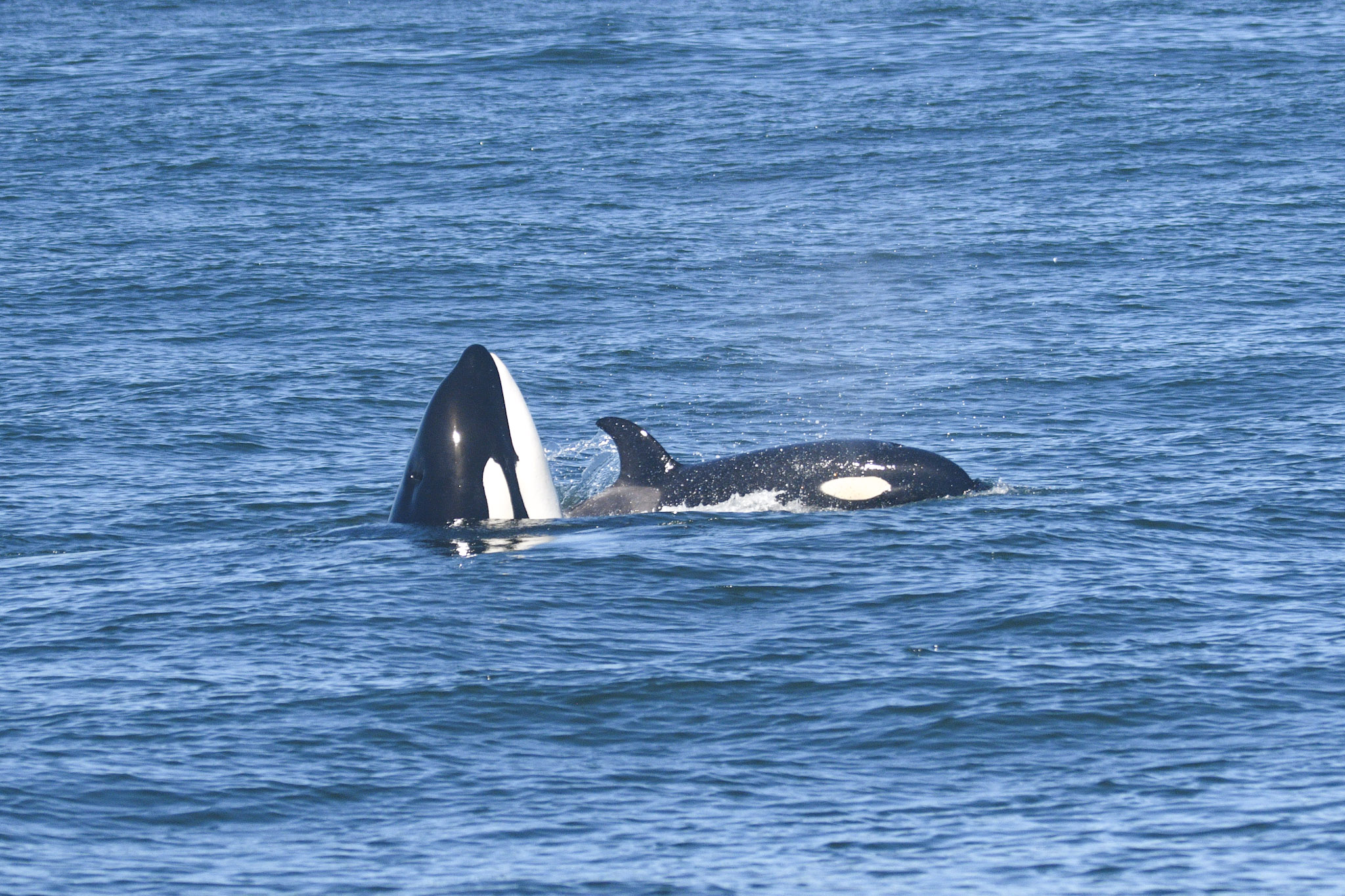 CA140B orca rising out of the water beside another orca.
