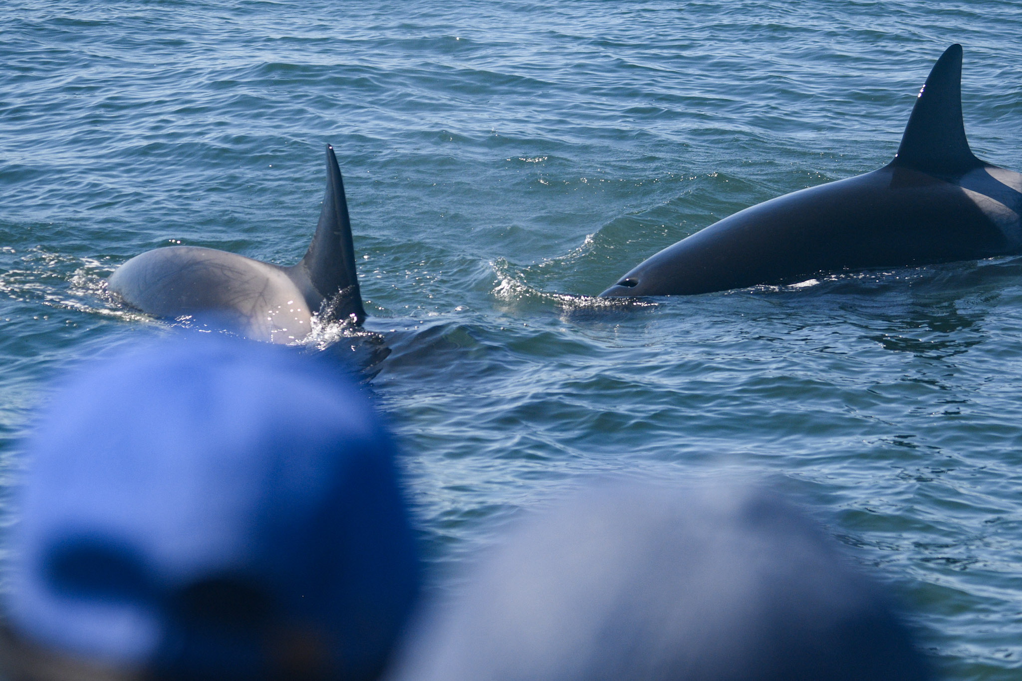 Two CA140B orcas swimming just in front of boat of passengers