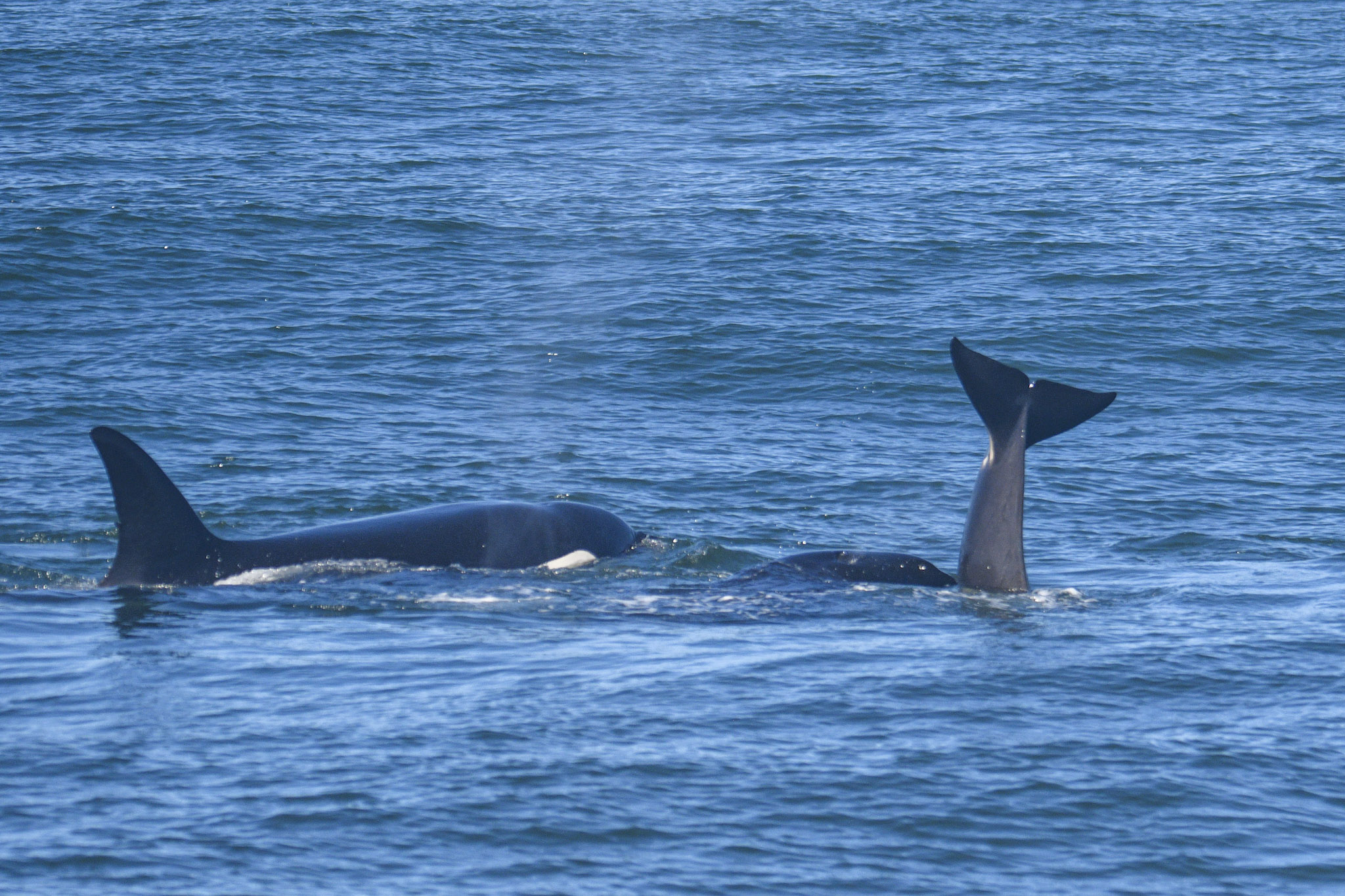 A harbor porpise trying to escape two orcas