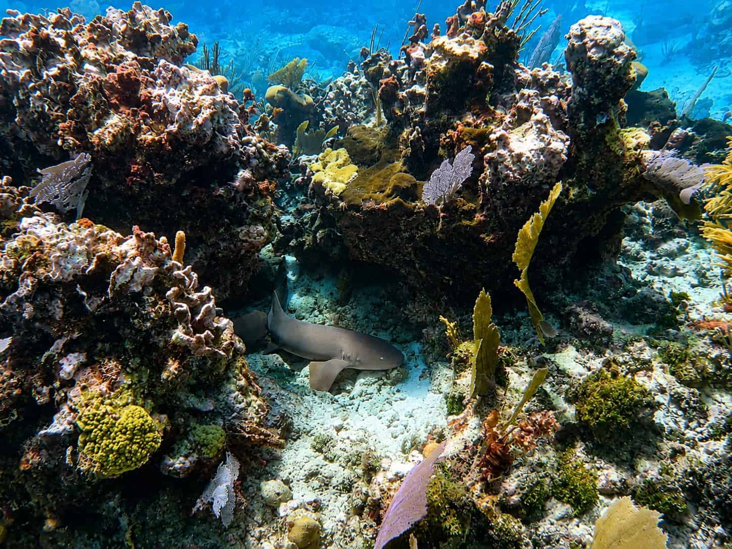 Sleeping nurse shark Belize
