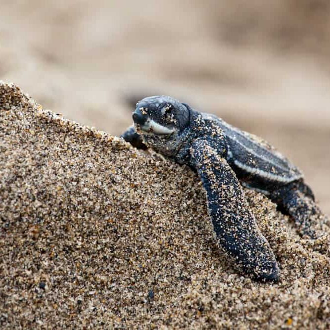 Baby sea turtle